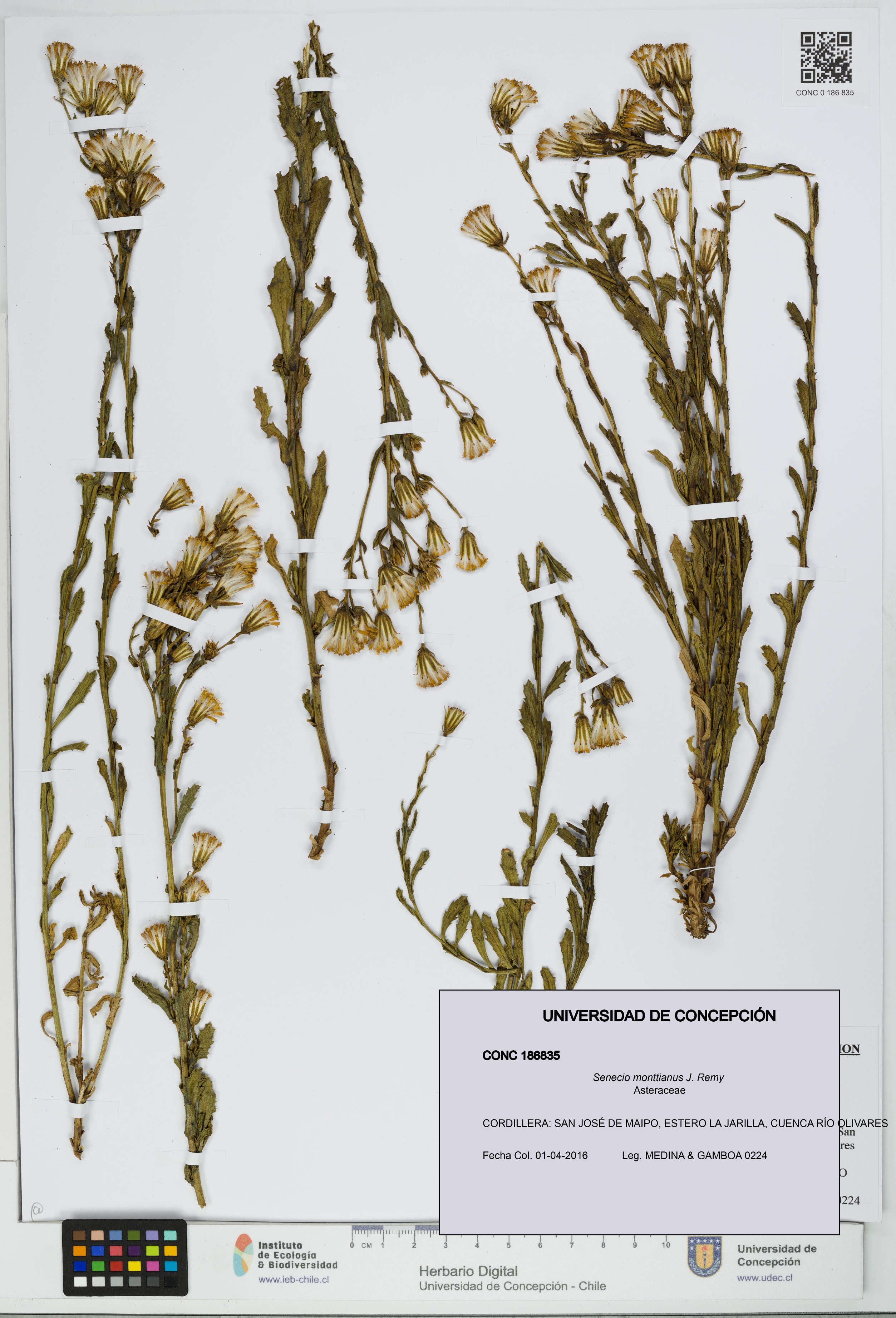 Senecio monttianus [Espécimen: UDEC:CONC:0186835]