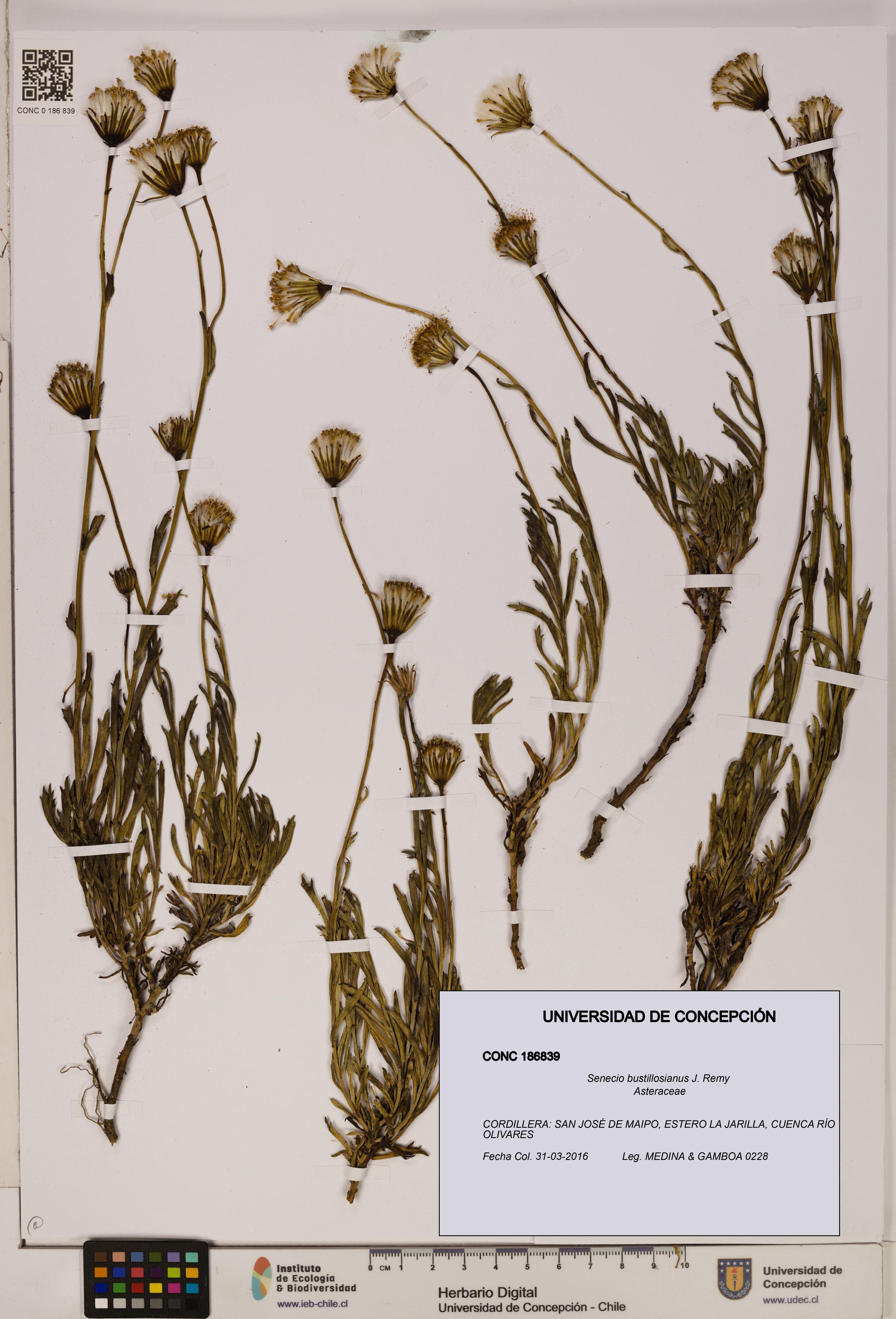 Senecio bustillosianus [Espécimen: UDEC:CONC:0186839]