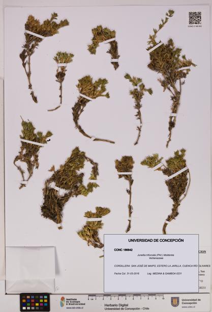 Junellia trifurcata [Espécimen: UDEC:CONC:0186842]