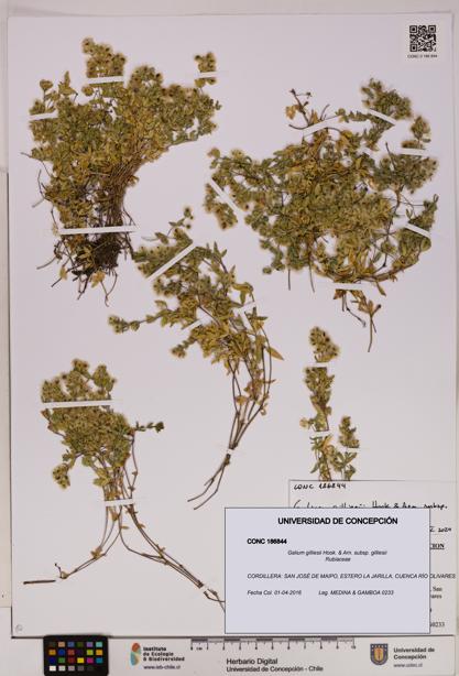 Galium gilliesii [Espécimen: UDEC:CONC:0186844]