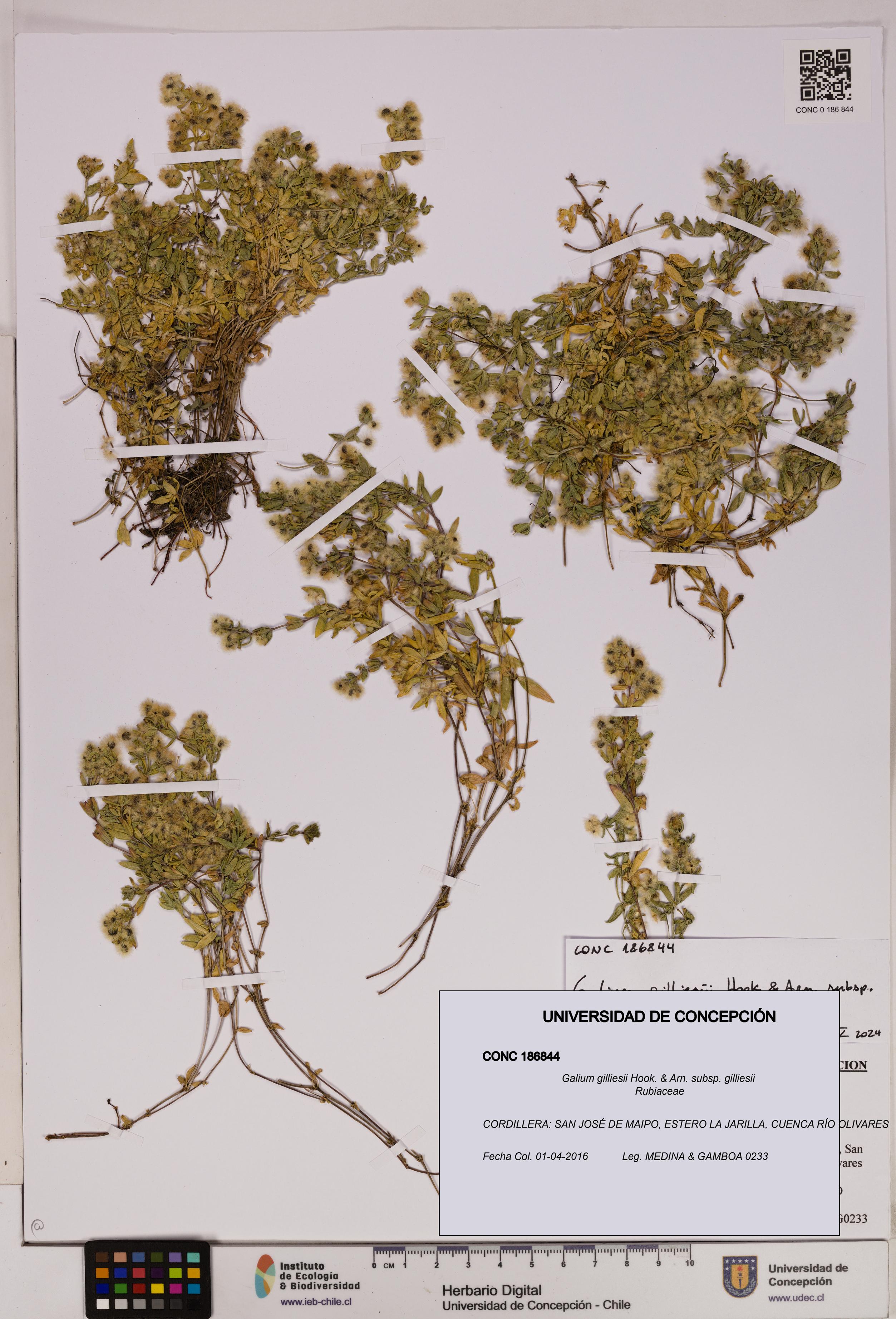 Galium gilliesii [Espécimen: UDEC:CONC:0186844]