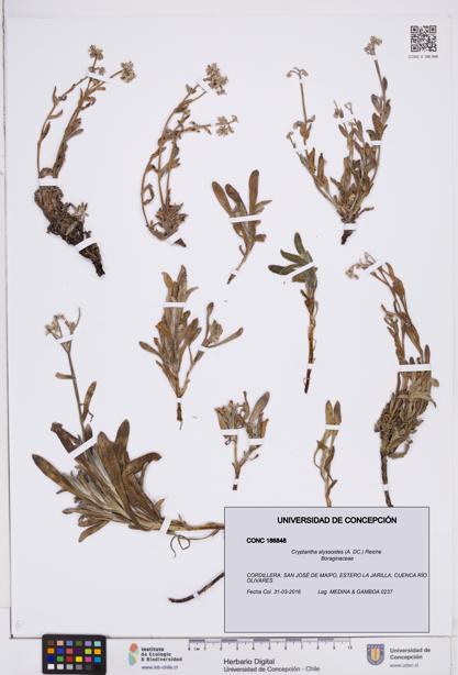Cryptantha alyssoides [Espécimen: ]