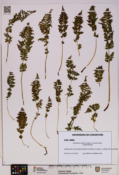Polystichum plicatum [Espécimen: UDEC:CONC:0186856]
