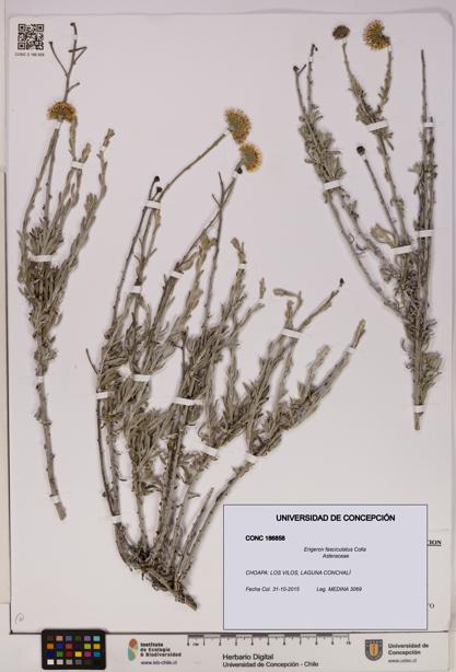 Erigeron fasciculatus [Espécimen: UDEC:CONC:0186858]