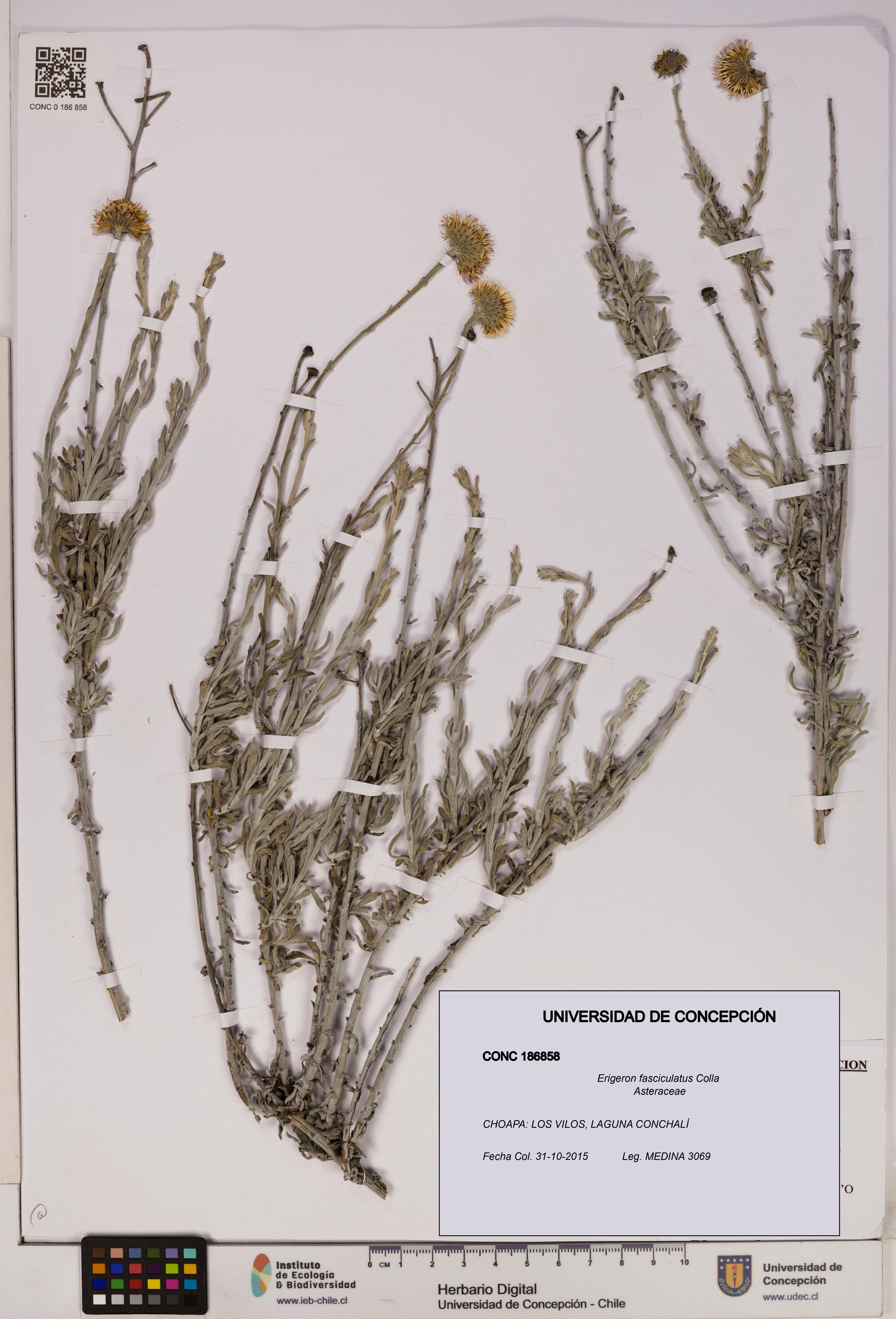 Erigeron fasciculatus [Espécimen: UDEC:CONC:0186858]