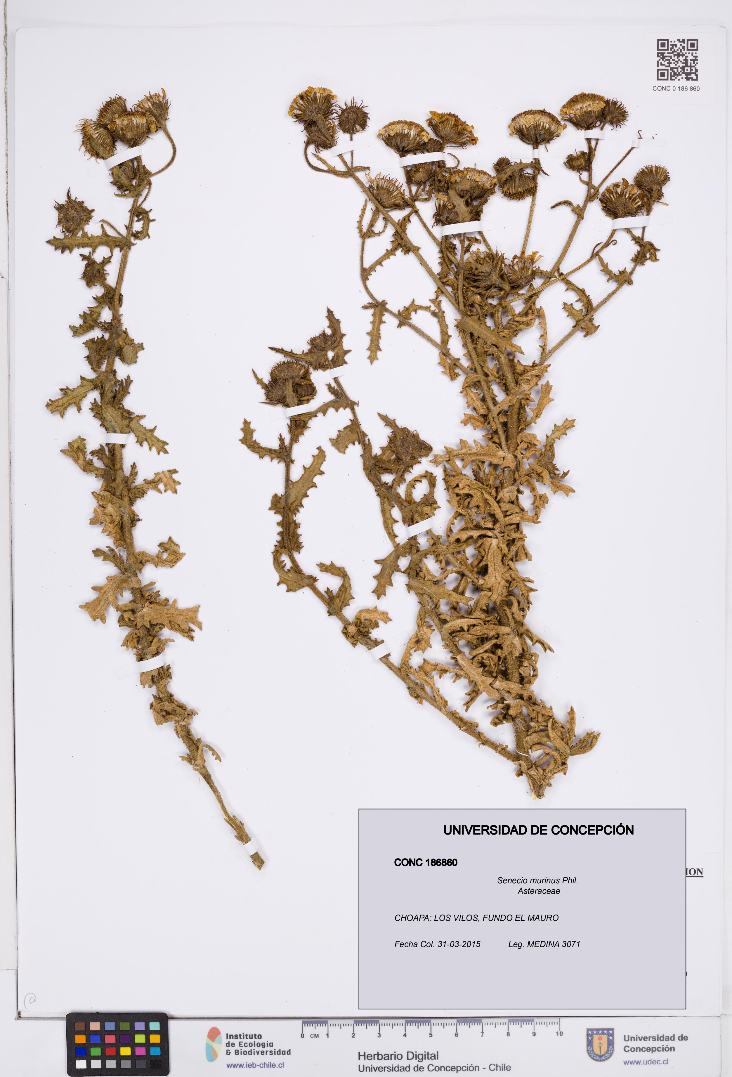 Senecio murinus [Espécimen: ]