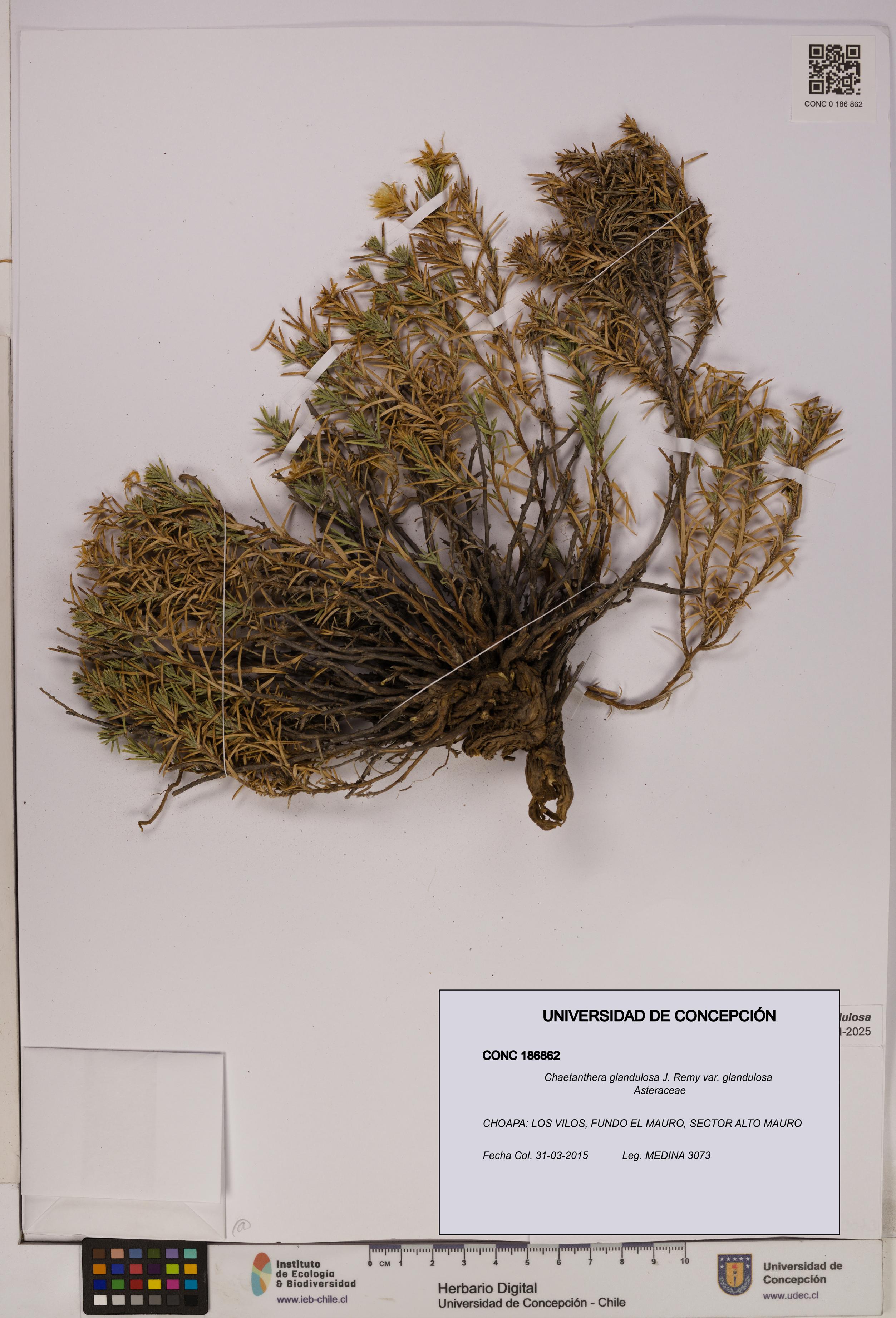 Chaetanthera glandulosa var. glandulosa [Espécimen: UDEC:CONC:0186862]