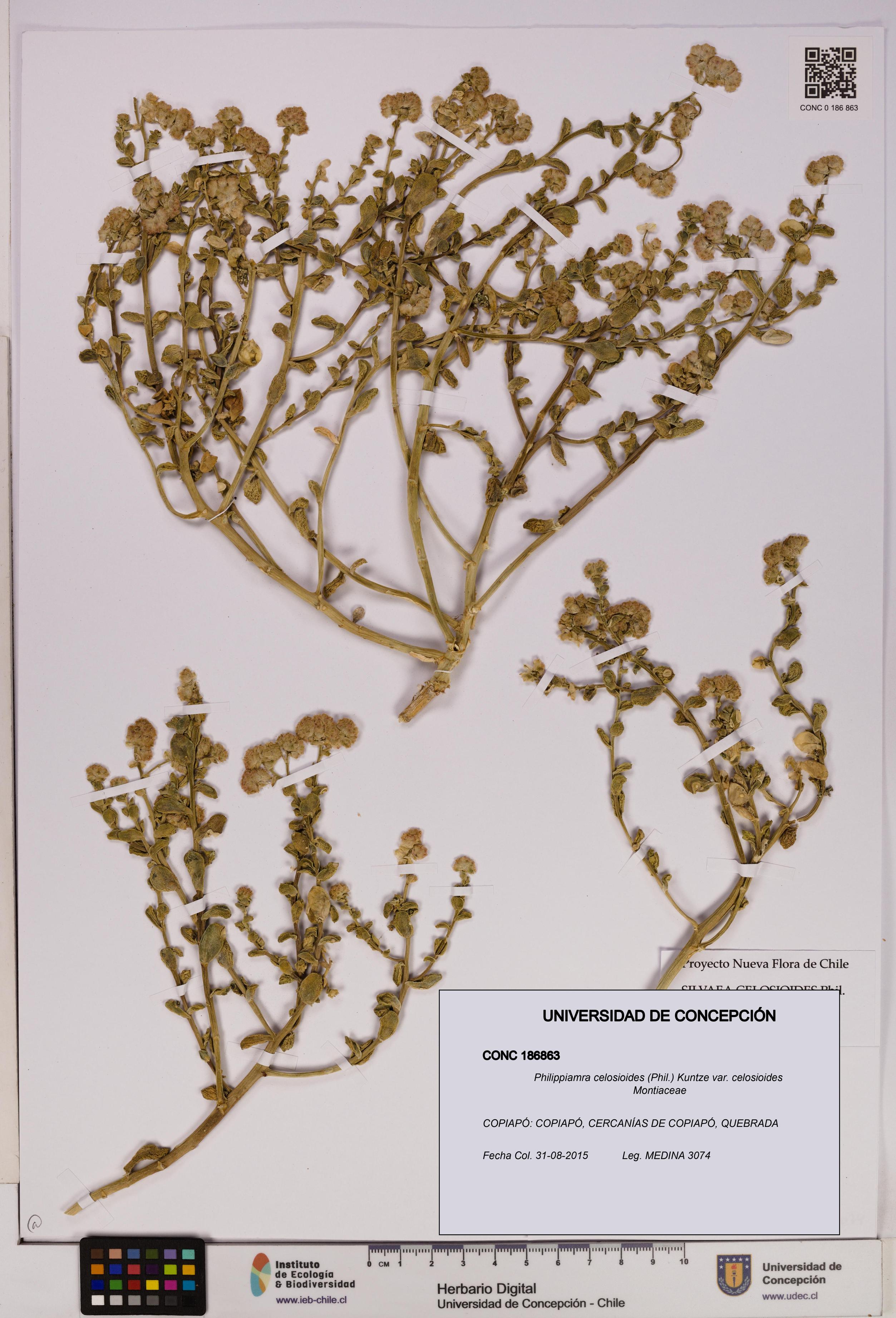 Philippiamra celosioides [Espécimen: ]
