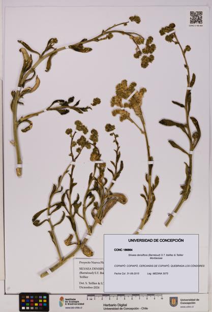 Silvaea densiflora [Espécimen: UDEC:CONC:0186864]