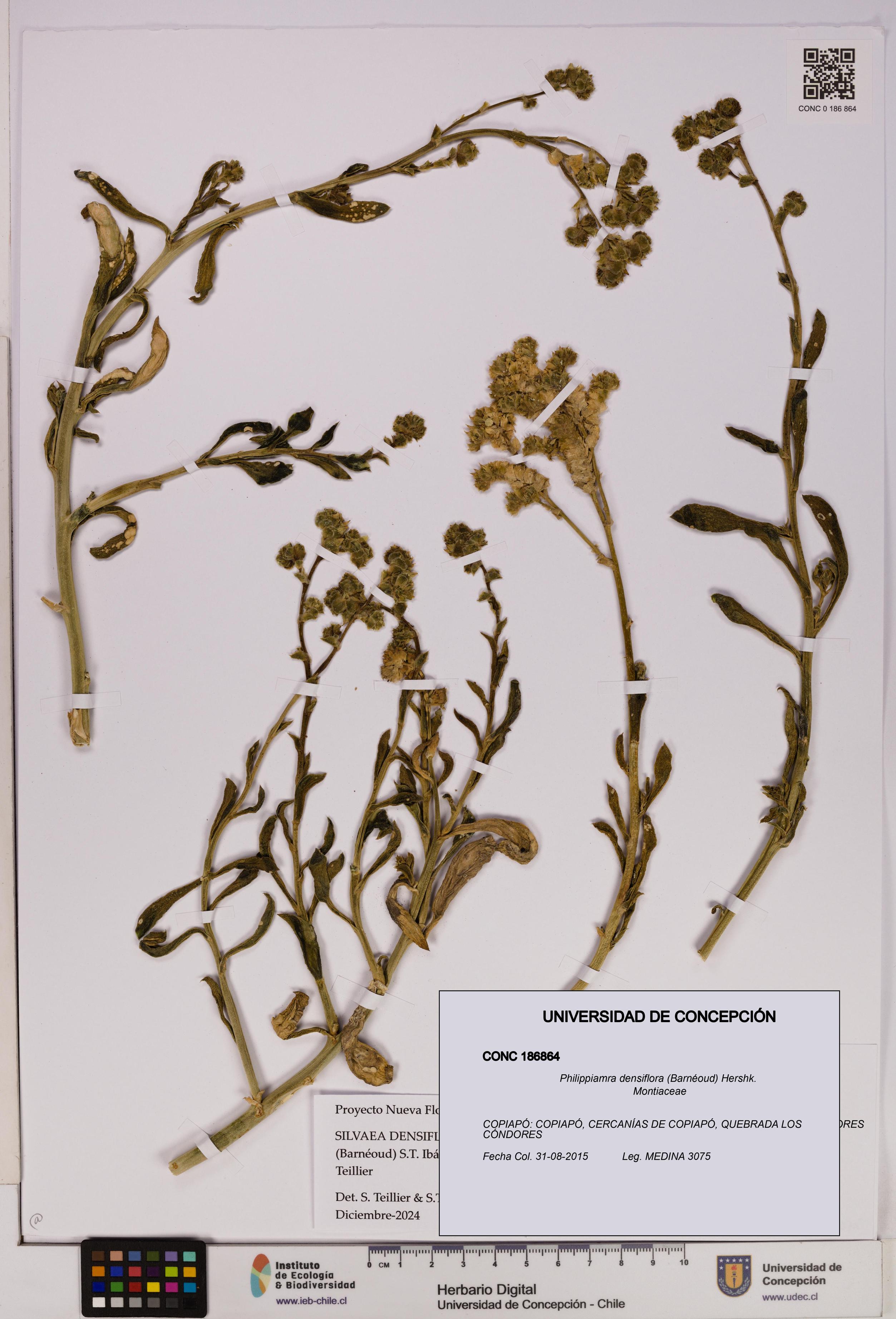 Philippiamra densiflora [Espécimen: ]