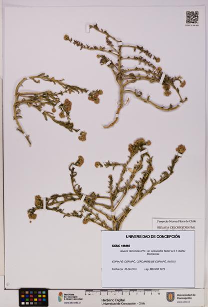 Silvaea celosioides var. celosioides [Espécimen: UDEC:CONC:0186865]