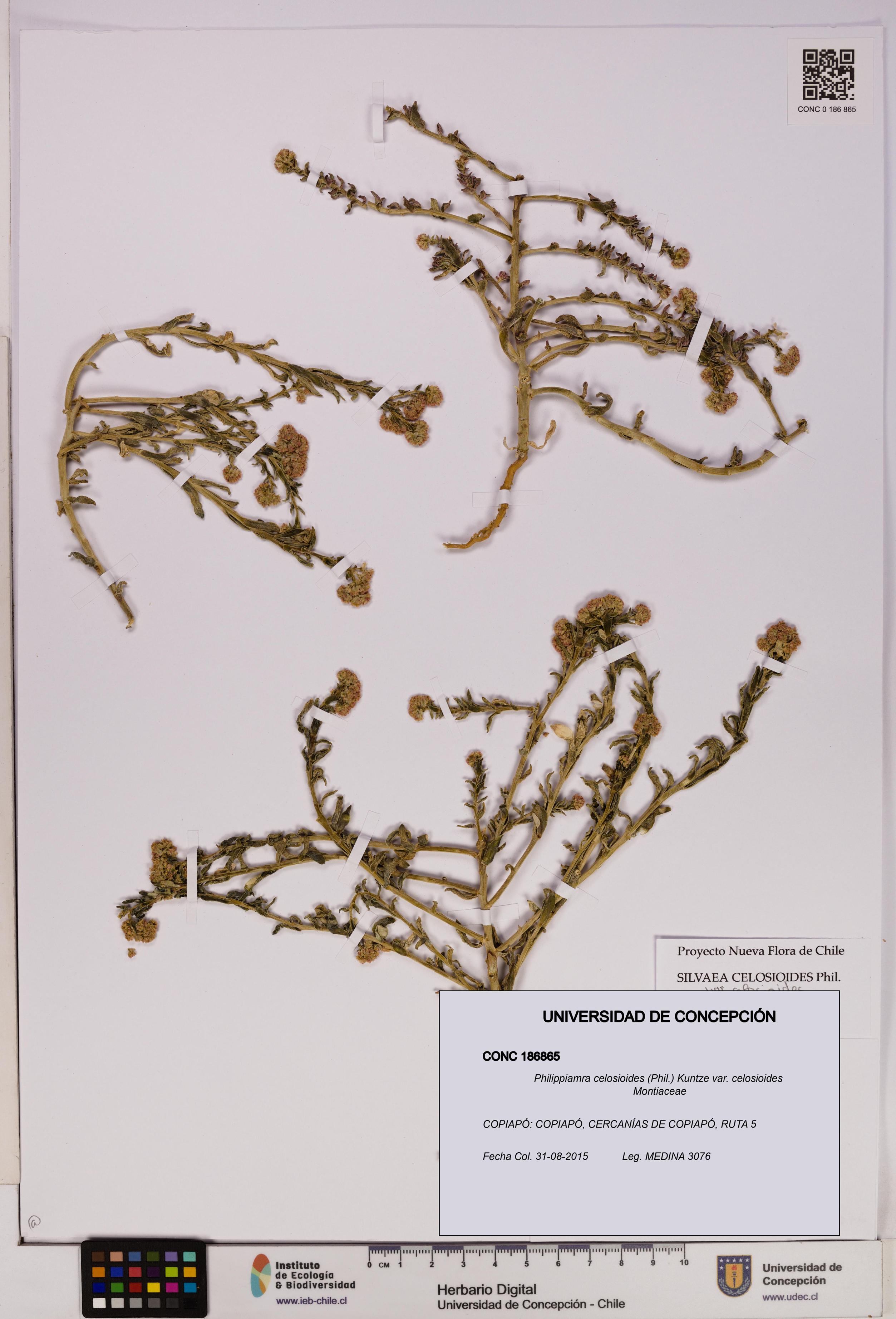 Philippiamra celosioides [Espécimen: ]