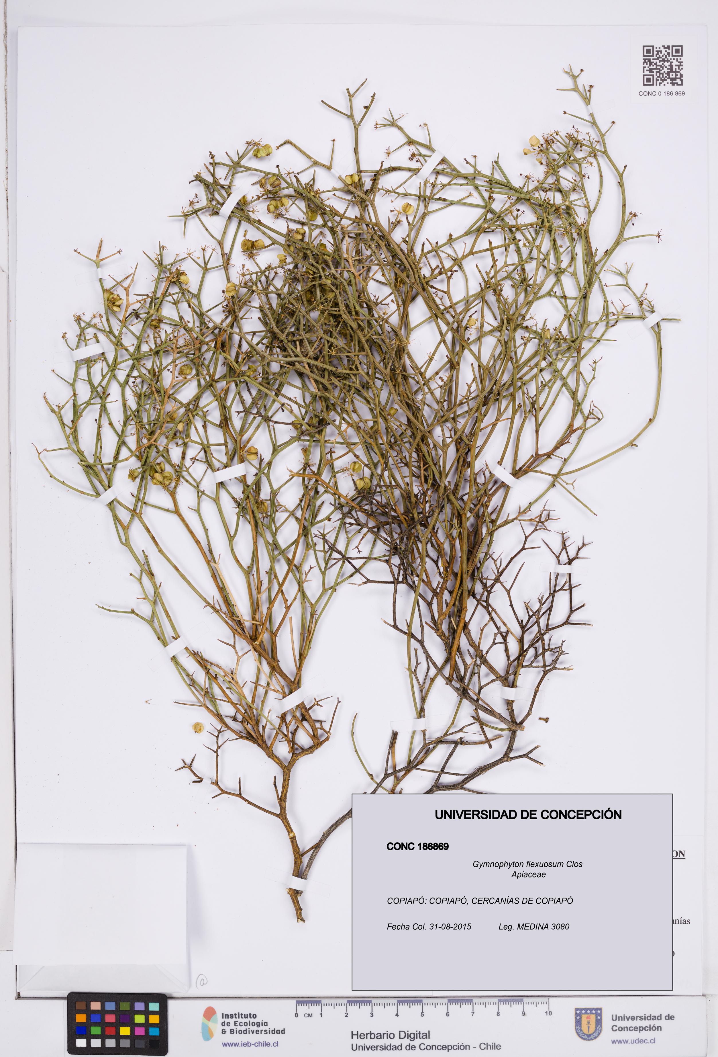 Gymnophyton flexuosum [Espécimen: ]