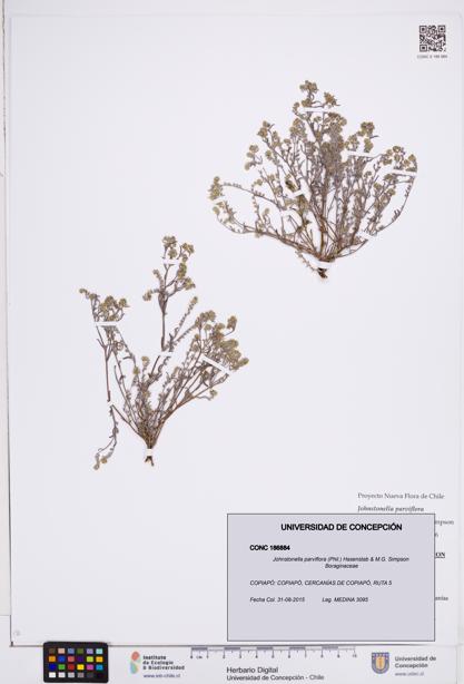 Johnstonella parviflora [Espécimen: ]