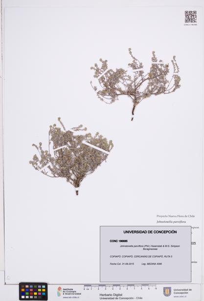 Johnstonella parviflora [Espécimen: ]