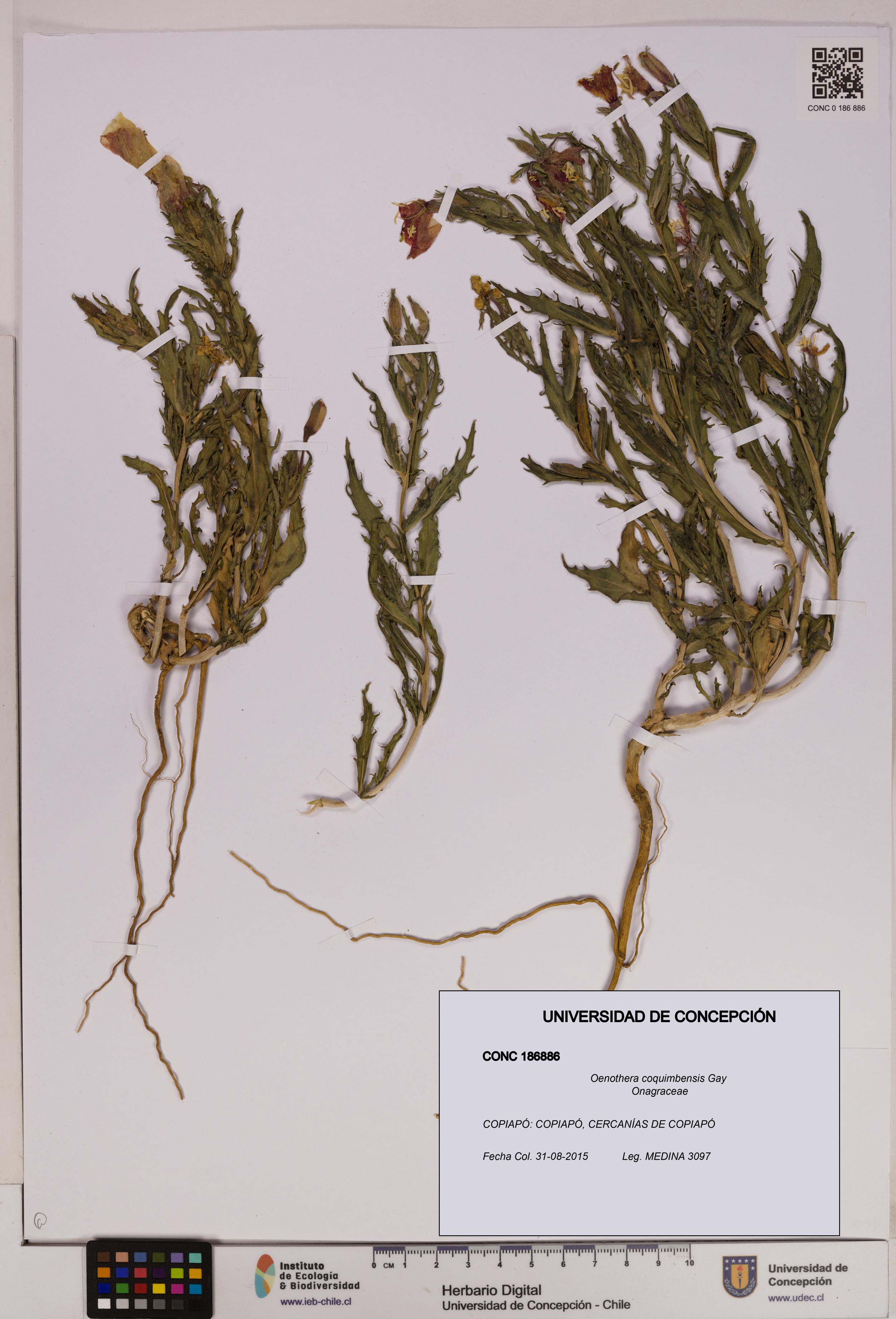Oenothera coquimbensis [Espécimen: UDEC:CONC:0186886]