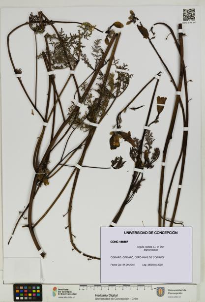 Argylia radiata [Espécimen: UDEC:CONC:0186887]