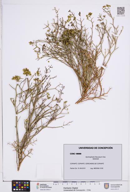 Gymnophyton flexuosum [Espécimen: ]