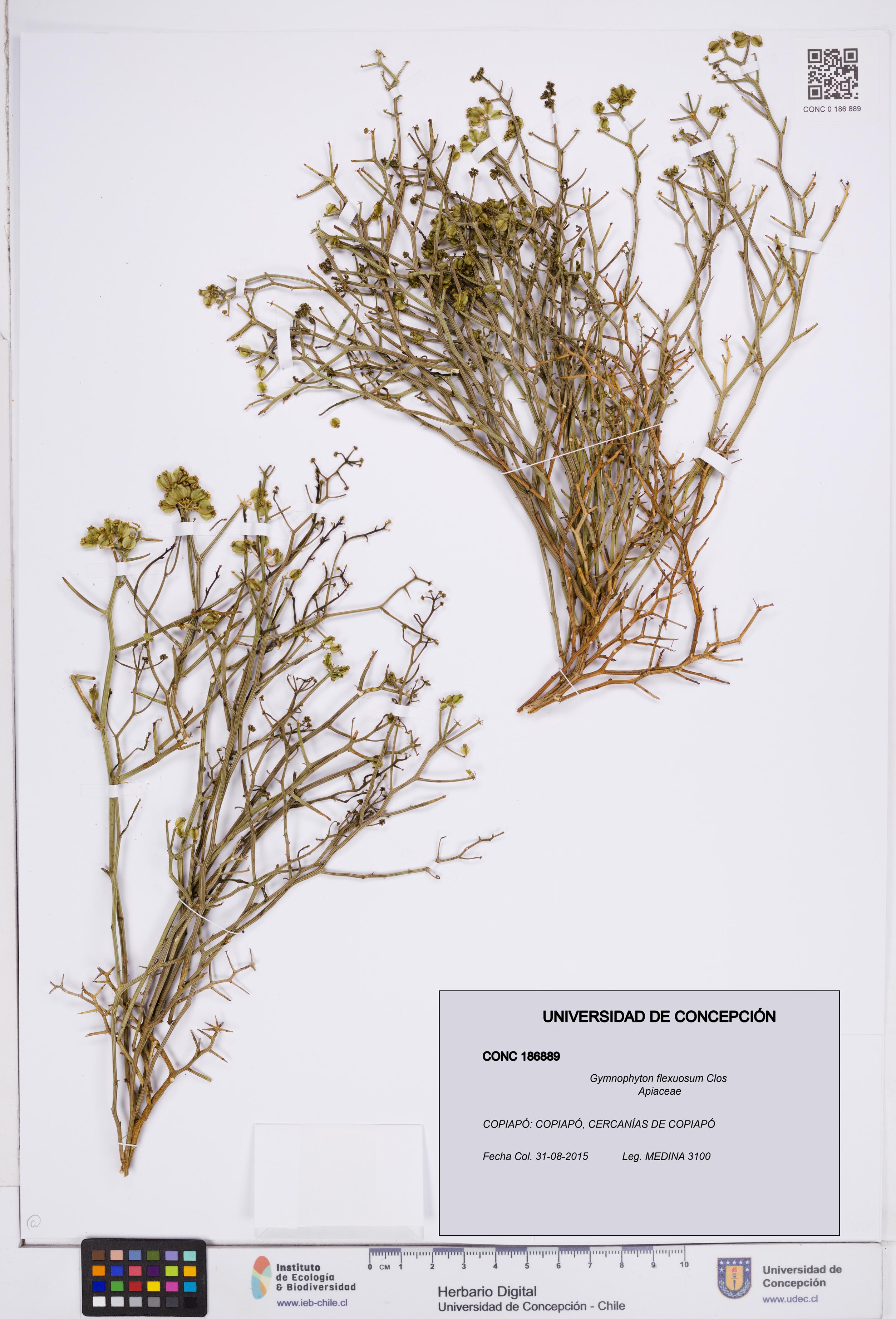 Gymnophyton flexuosum [Espécimen: ]