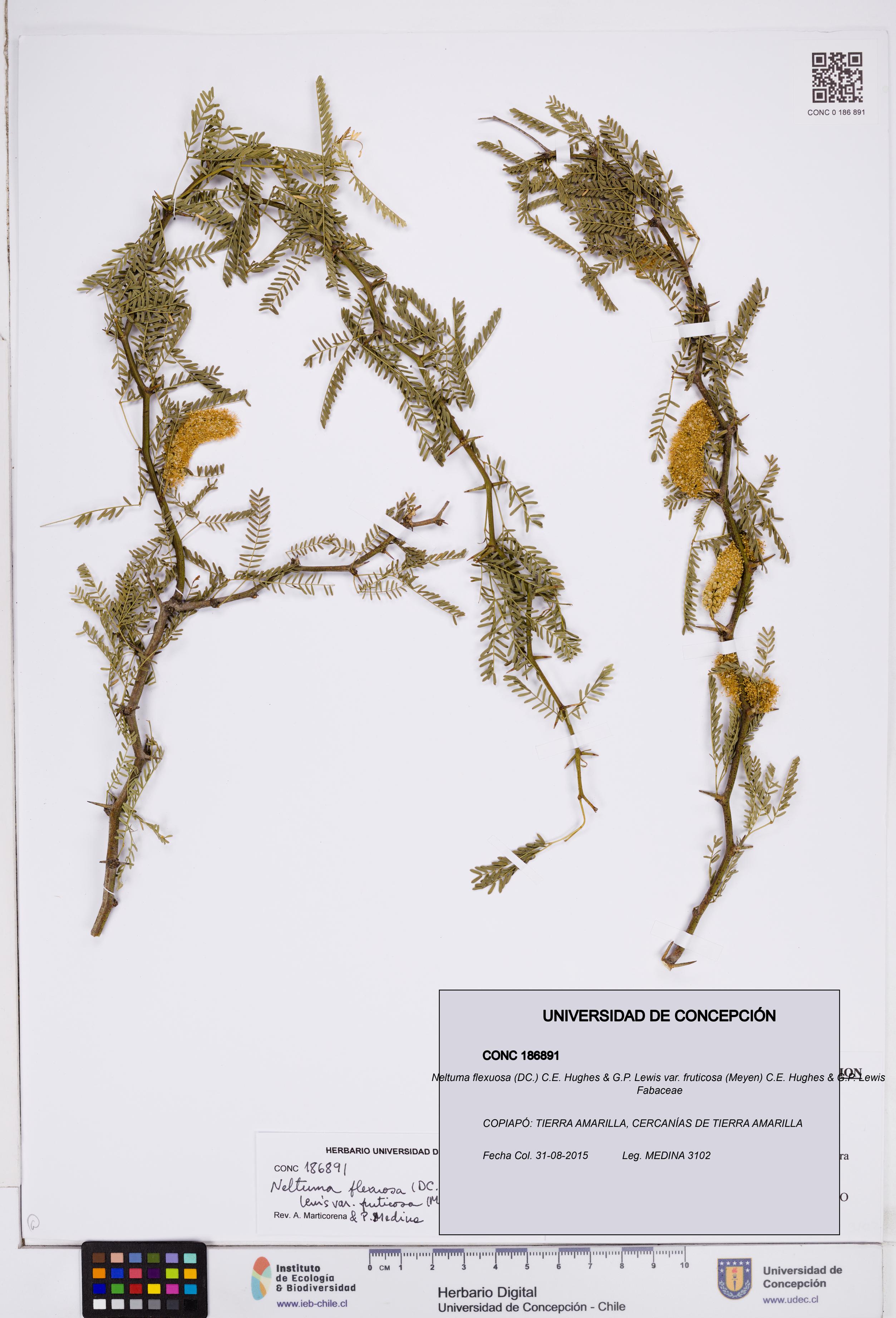 Neltuma flexuosa var. fruticosa [Espécimen: ]