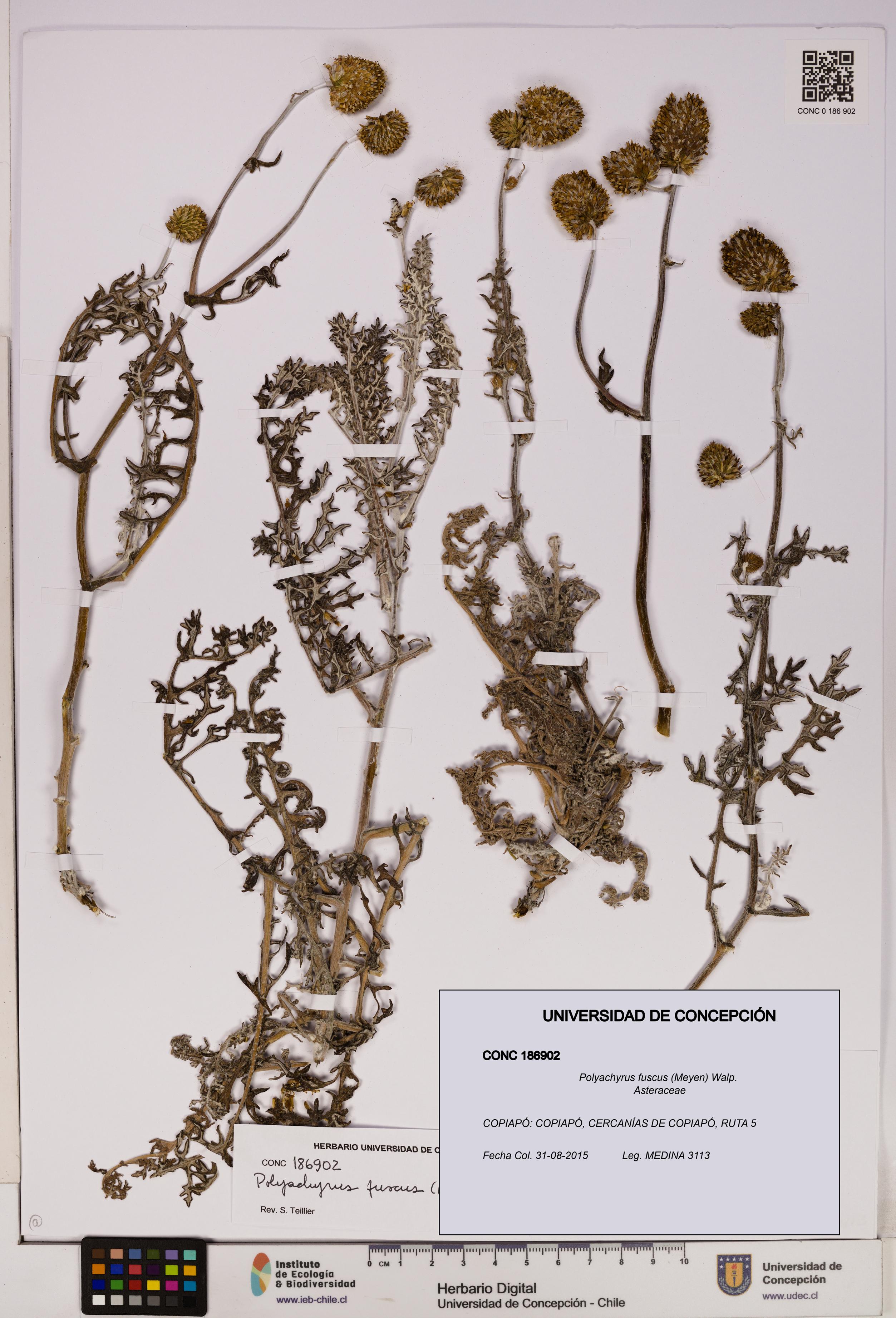 Polyachyrus fuscus [Espécimen: UDEC:CONC:0186902]