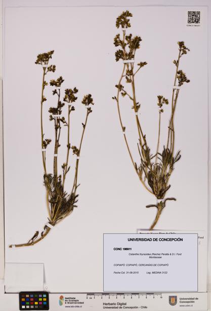 Cistanthe thyrsoidea [Espécimen: UDEC:CONC:0186911]