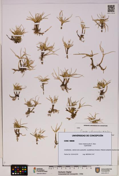 Carex melanocystis [Espécimen: UDEC:CONC:0186936]