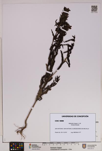 Bellardia trixago [Espécimen: UDEC:CONC:0186966]