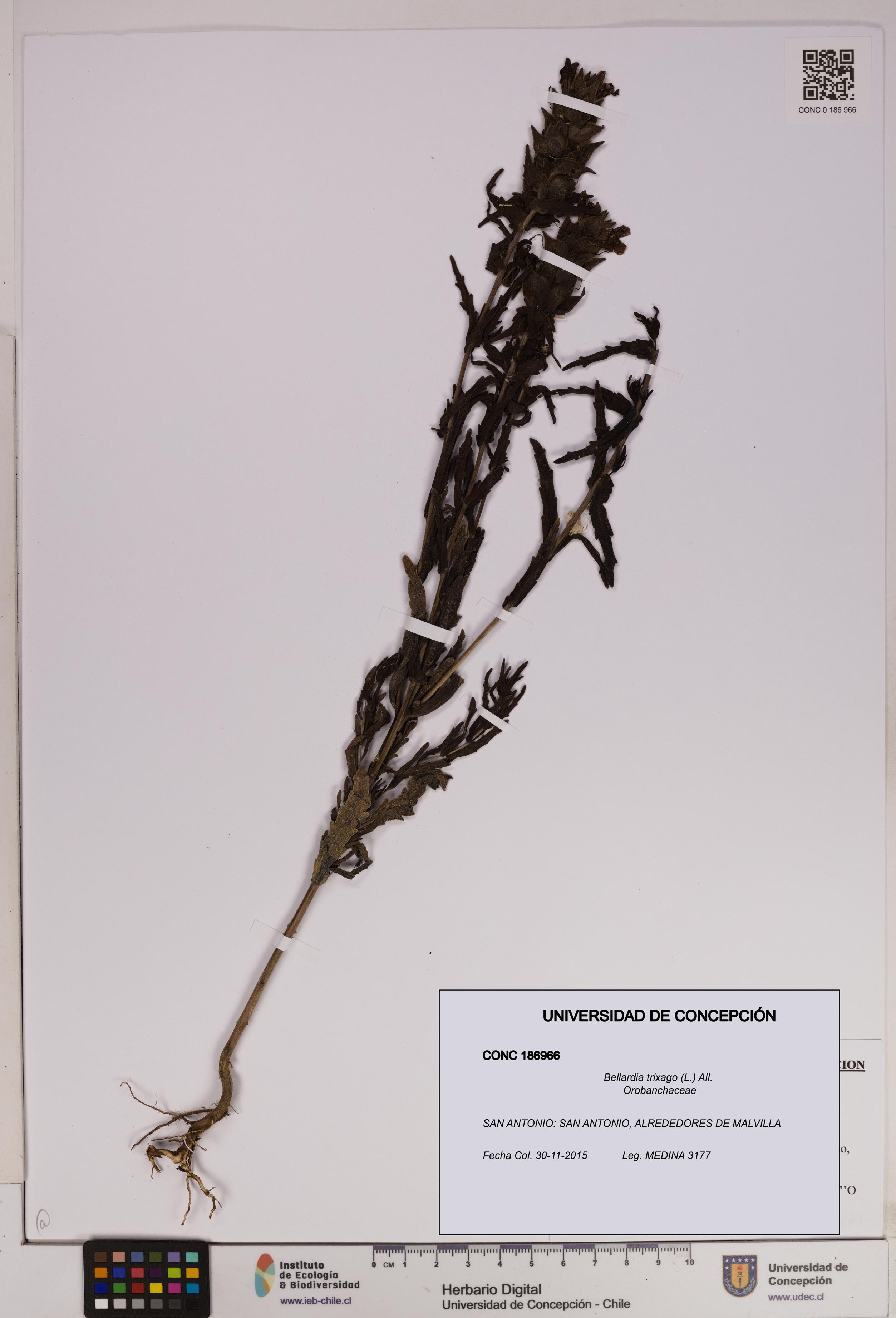 Bellardia trixago [Espécimen: UDEC:CONC:0186966]