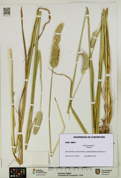 Phalaris aquatica [Espécimen: UDEC:CONC:0186974]