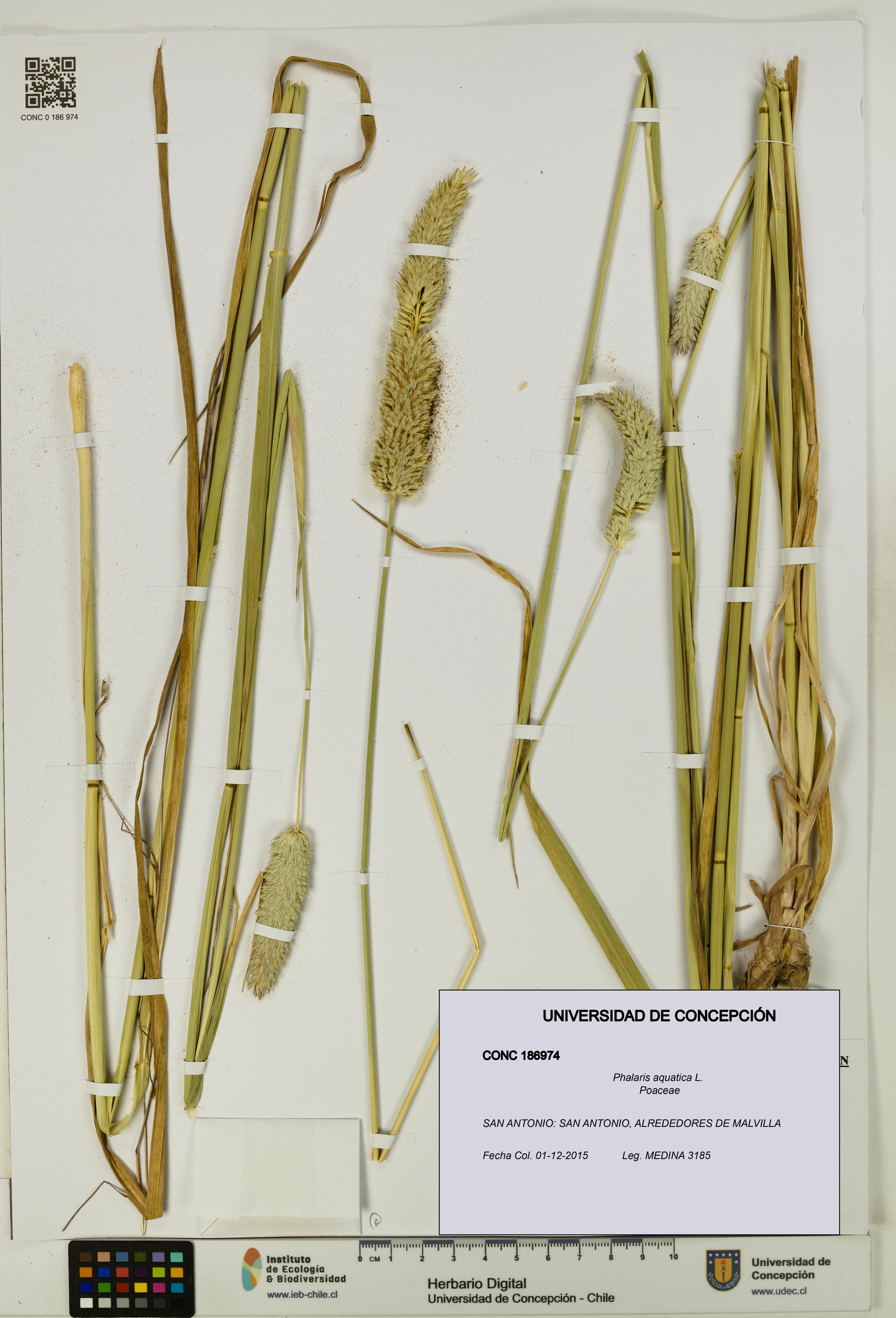 Phalaris aquatica [Espécimen: UDEC:CONC:0186974]