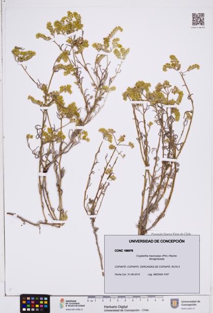 Cryptantha macrocalyx [Espécimen: ]