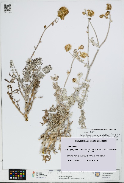 Polyachyrus poeppigii subsp. multifidus [Espécimen: UDEC:CONC:0186977]