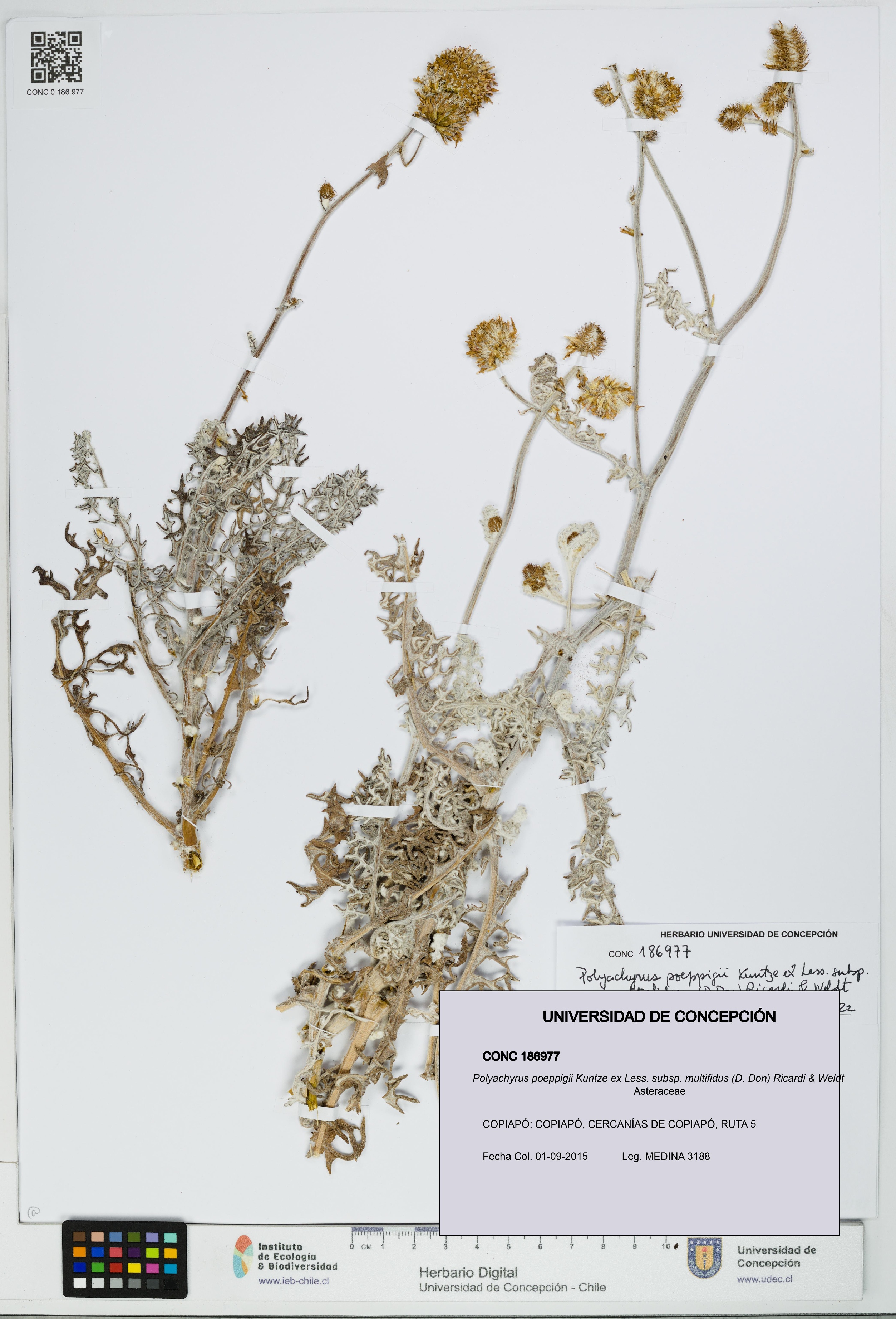 Polyachyrus poeppigii subsp. multifidus [Espécimen: UDEC:CONC:0186977]