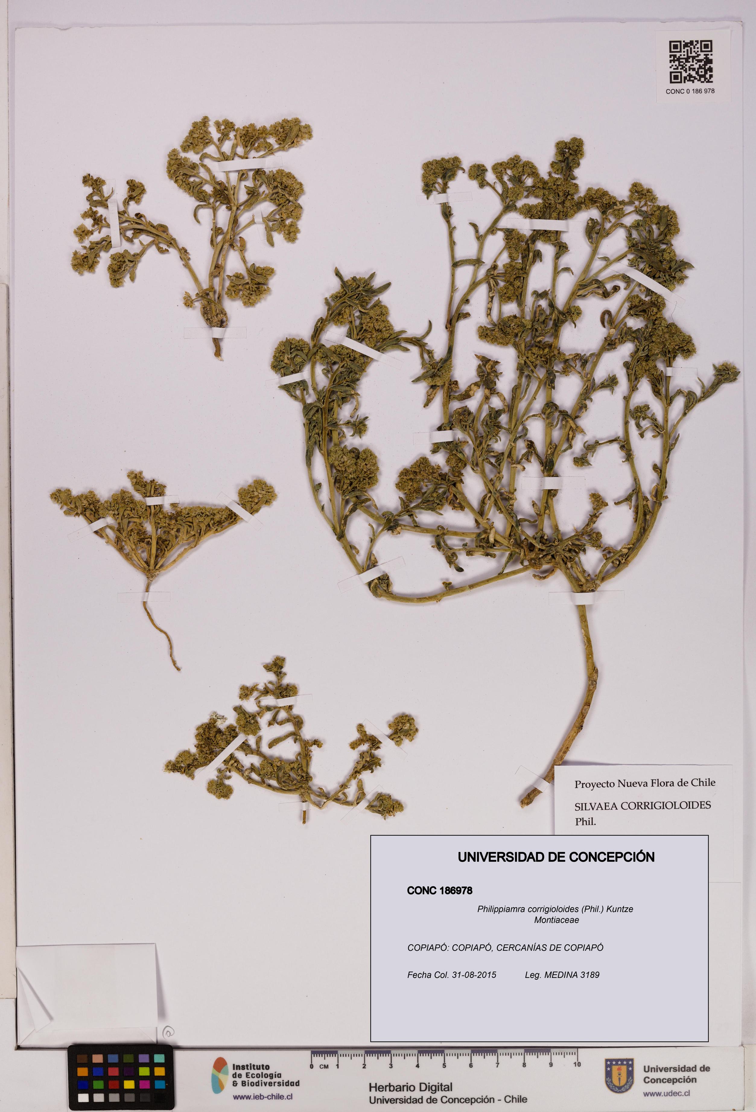 Philippiamra corrigioloides [Espécimen: ]