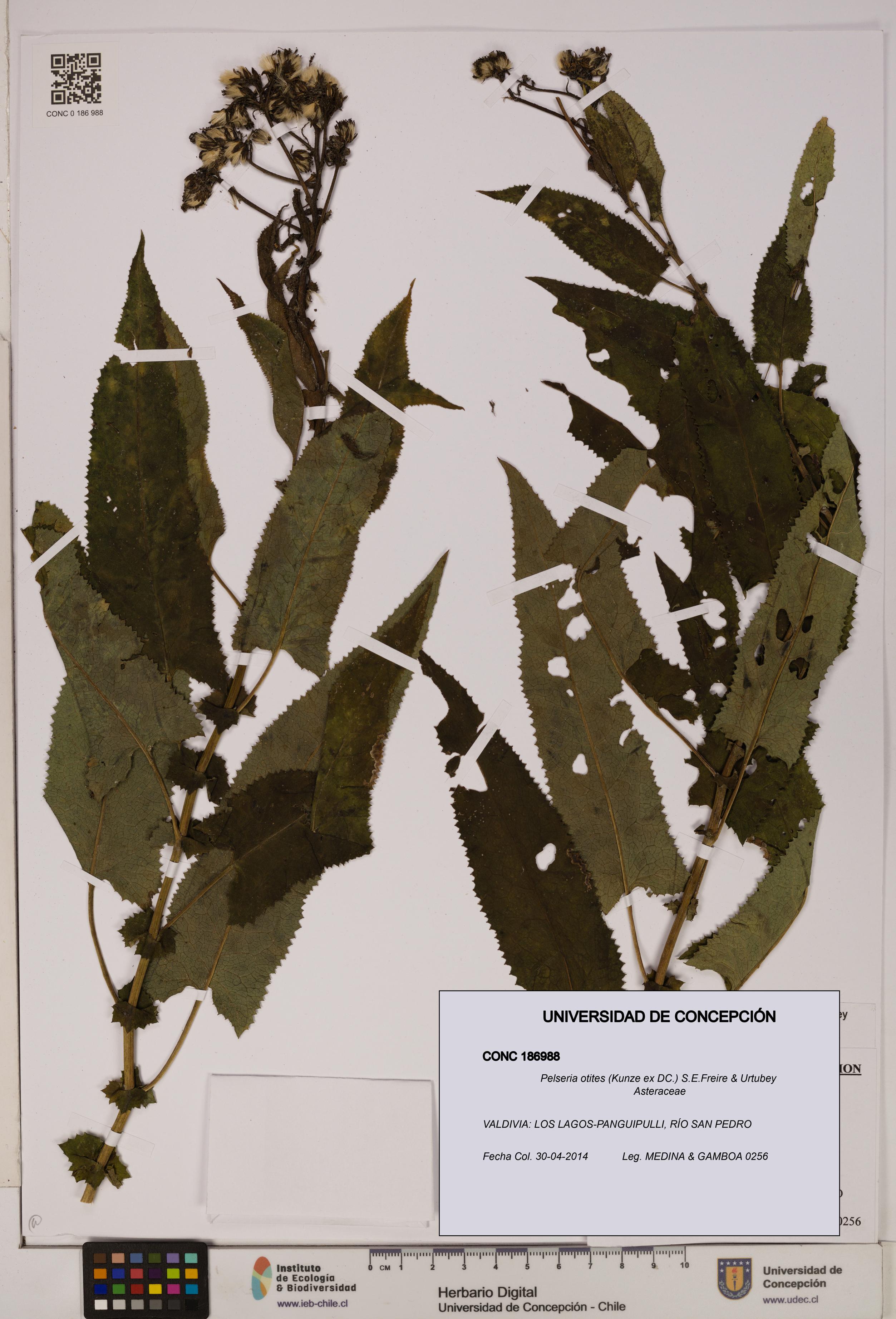 Pelseria otites [Espécimen: ]