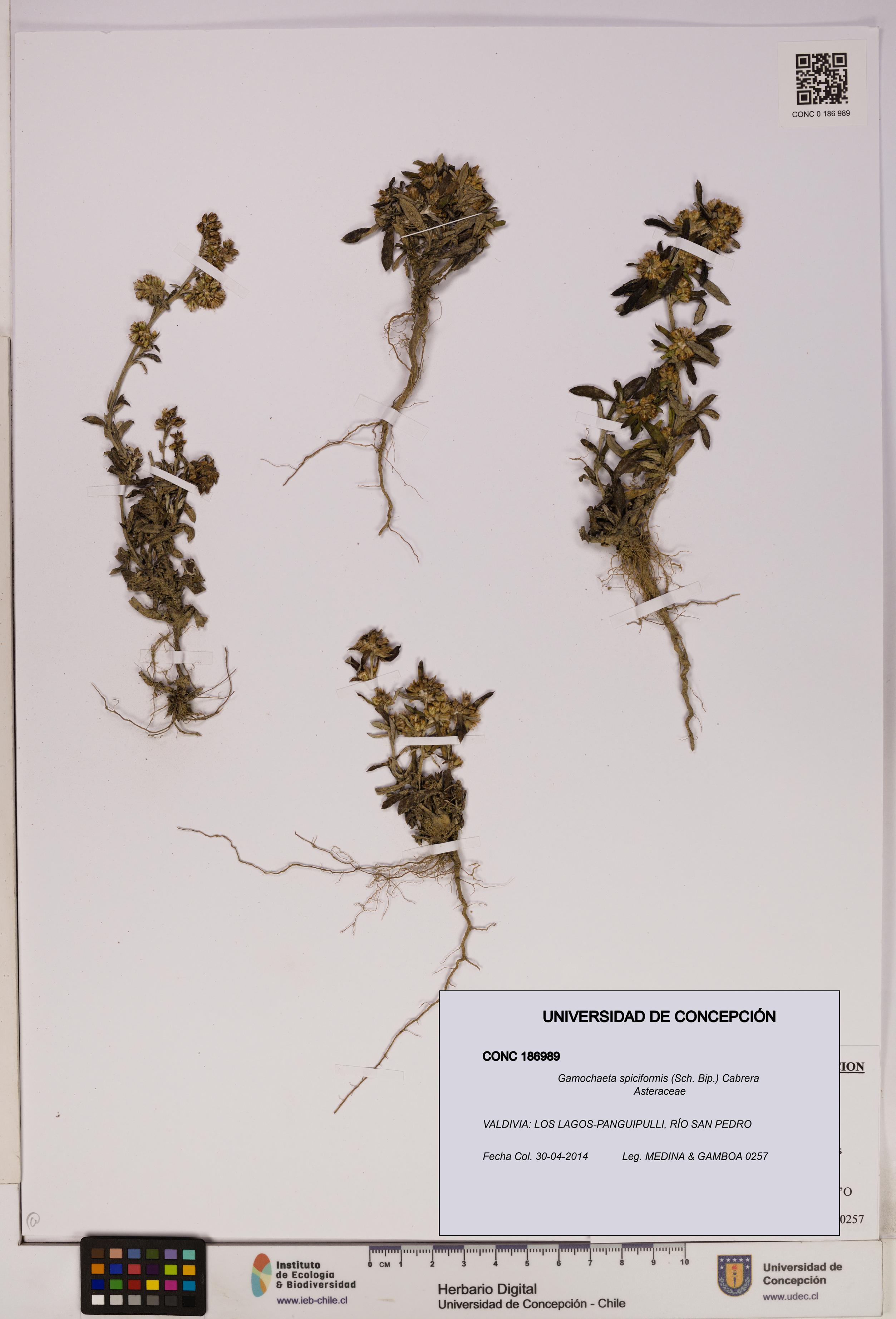 Gamochaeta spiciformis [Espécimen: UDEC:CONC:0186989]