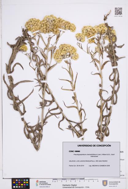 Pseudognaphalium cheiranthifolium [Espécimen: ]
