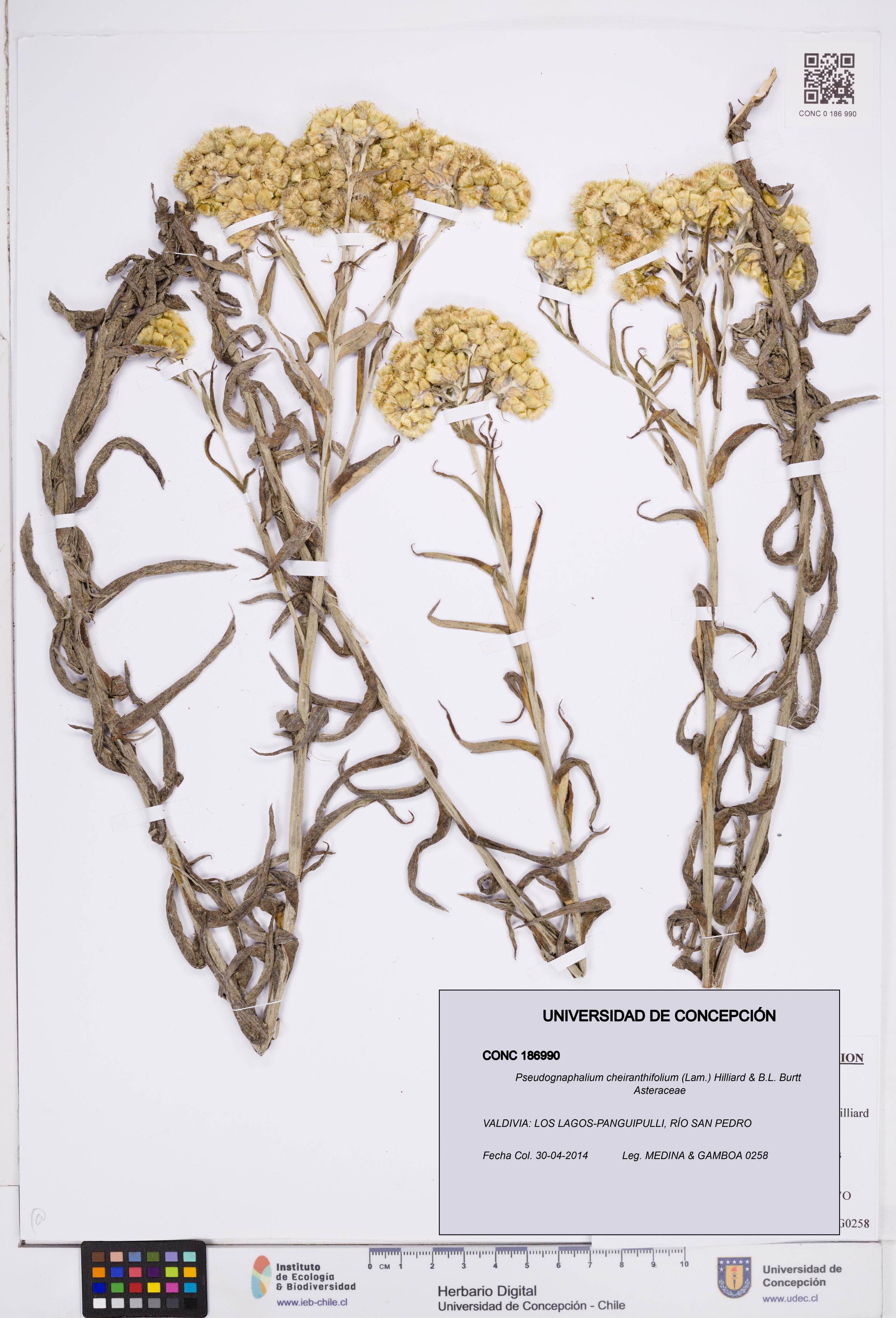 Pseudognaphalium cheiranthifolium [Espécimen: ]