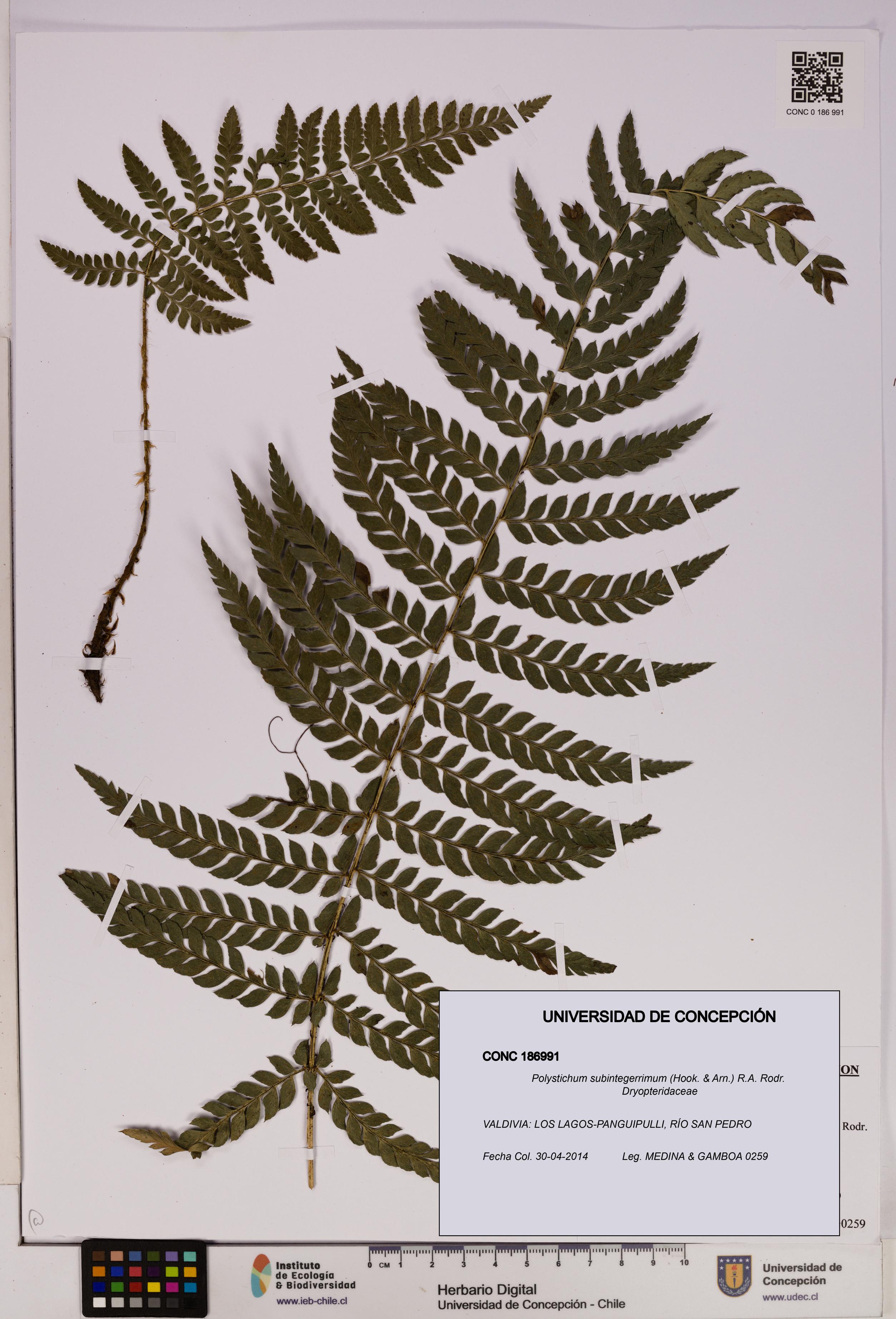 Polystichum subintegerrimum [Espécimen: UDEC:CONC:0186991]