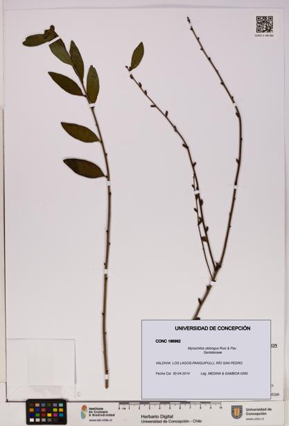 Myoschilos oblongus [Espécimen: UDEC:CONC:0186992]