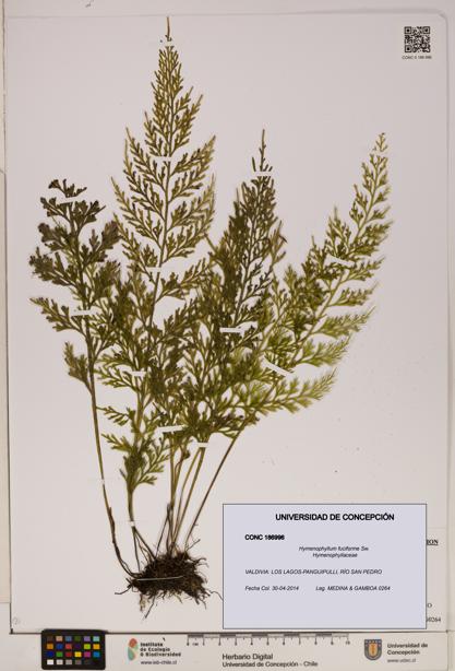 Hymenophyllum fuciforme [Espécimen: ]