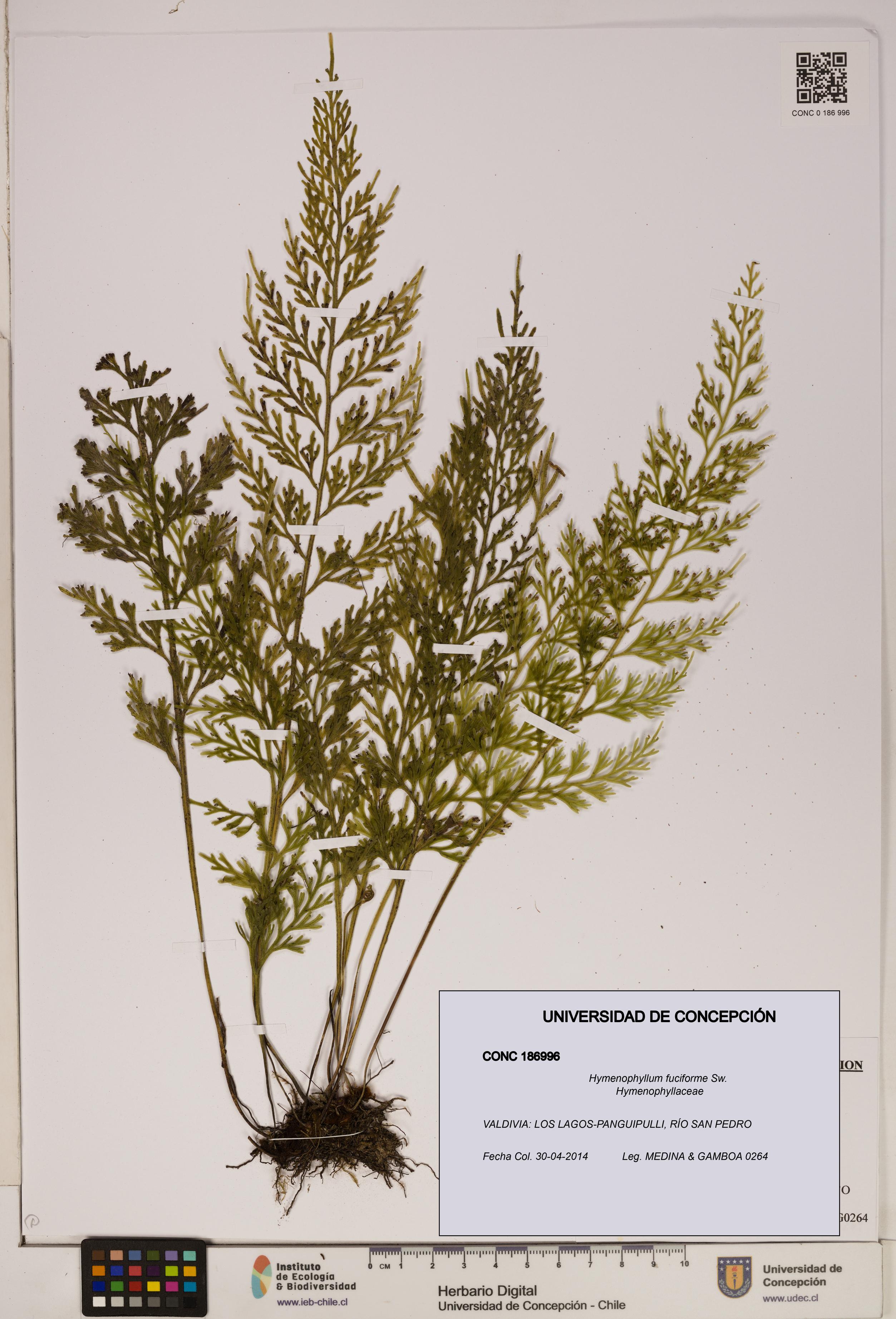 Hymenophyllum fuciforme [Espécimen: ]