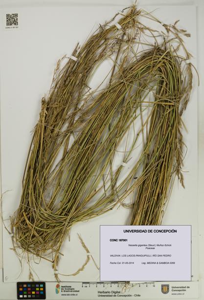 Nassella gigantea [Espécimen: UDEC:CONC:0187001]