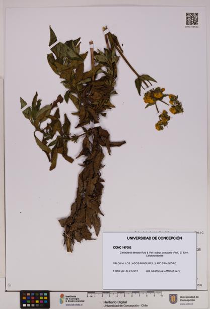 Calceolaria dentata subsp. araucana [Espécimen: UDEC:CONC:0187002]