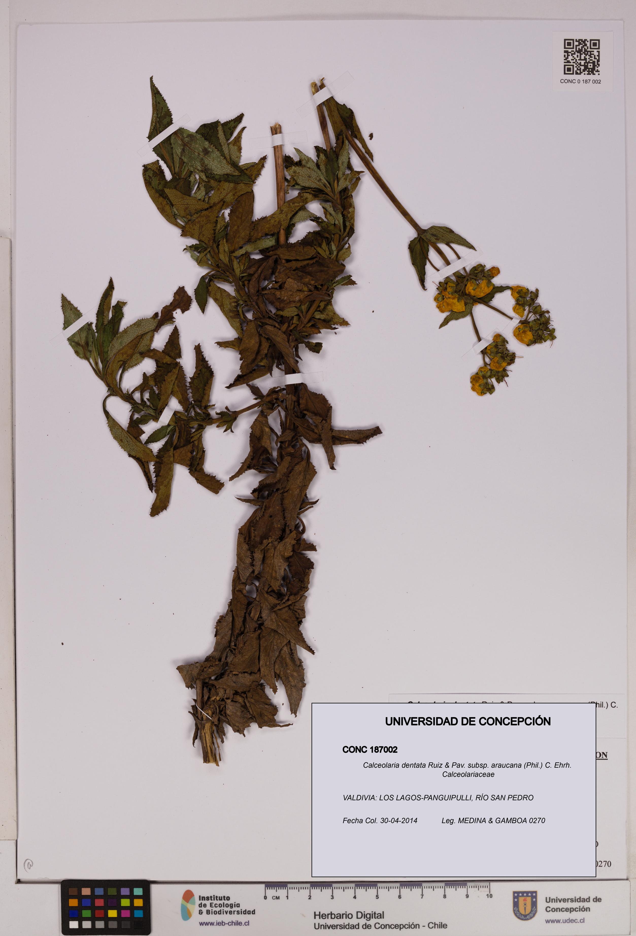 Calceolaria dentata subsp. araucana [Espécimen: UDEC:CONC:0187002]