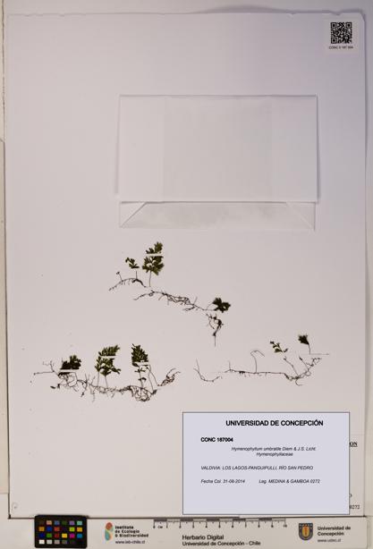 Hymenophyllum umbratile [Espécimen: ]