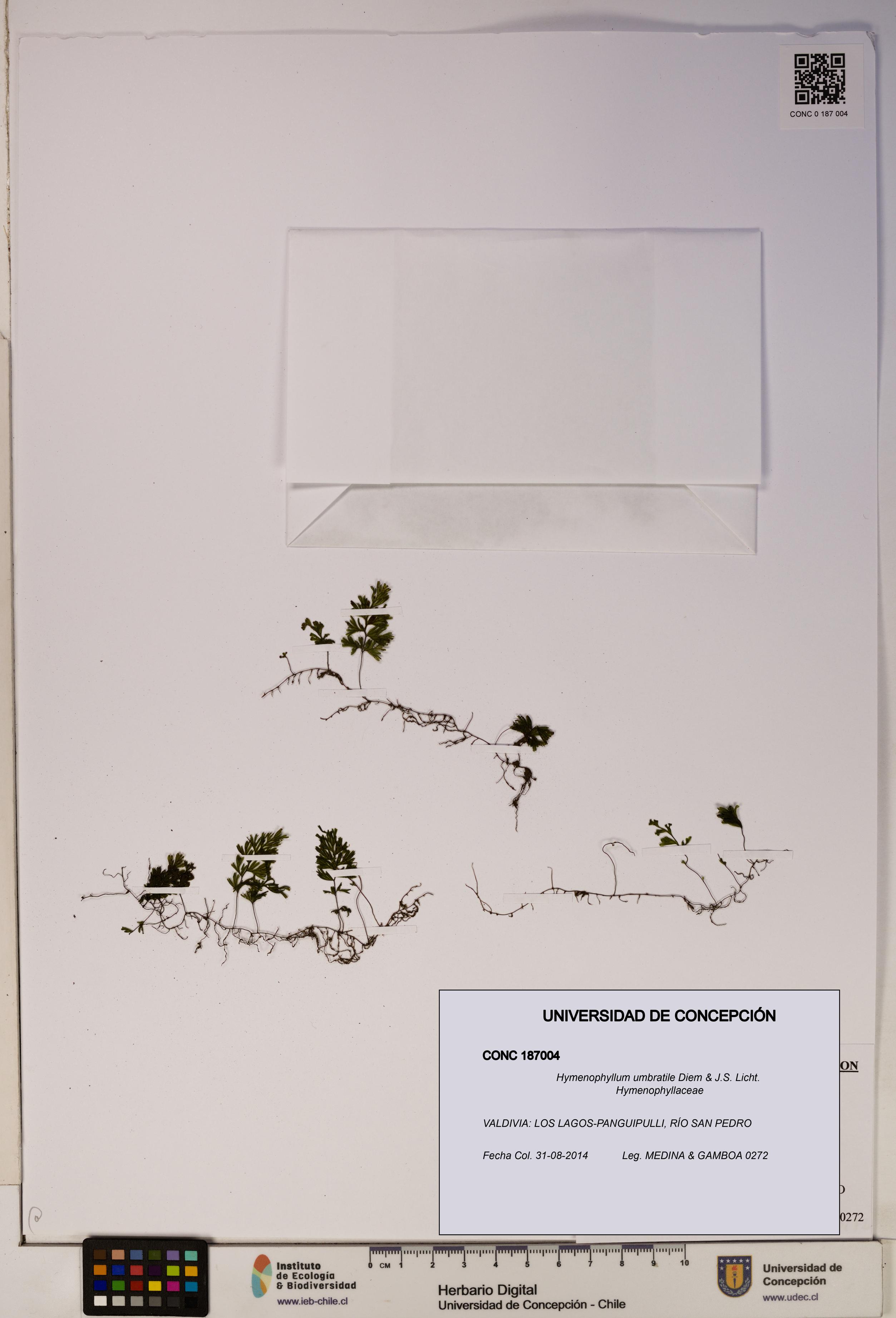 Hymenophyllum umbratile [Espécimen: ]