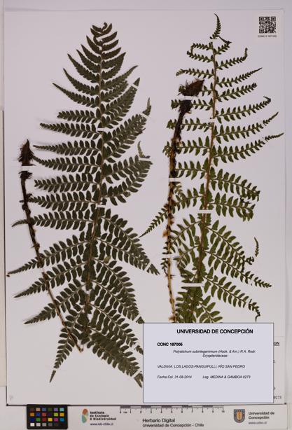 Polystichum subintegerrimum [Espécimen: UDEC:CONC:0187005]