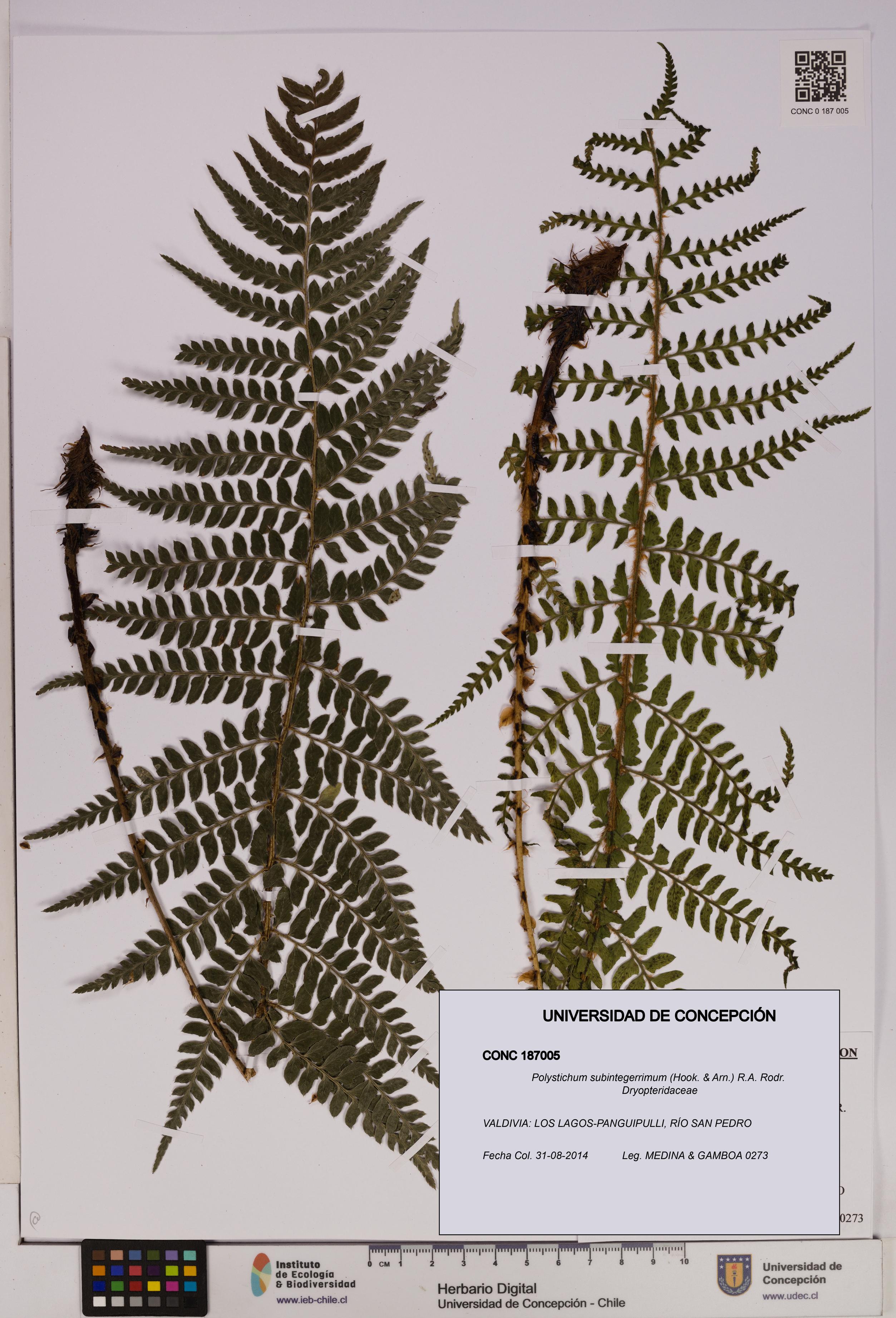 Polystichum subintegerrimum [Espécimen: UDEC:CONC:0187005]